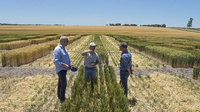 El subsecretario de Agricultura, Delfo Buchaillot, recorrió un campo de trigo HB4 en Victoria, Entre Ríos
