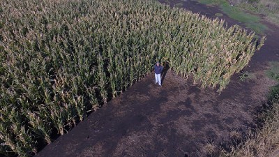 Cómo llegar a la cosecha de maíz sin malezas