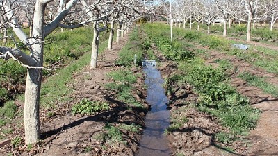 Gestionar el agua de riego para aumentar la eficiencia y la productividad