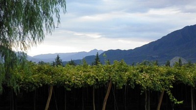 Lobesia botrana: se fortalecen tareas de vigilancia y prevención en la provincia de La Rioja