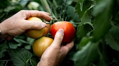 Syngenta lanza dos fungicidas con protección contra los nematodos, con tecnología TYMIRIUM