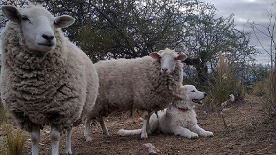 Avance humano sobre territorios de fauna autóctona: proponen herramientas para mitigar el daño