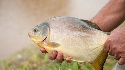 Consumo responsable de productos de la pesca: cómo evitar intoxicación por marea roja