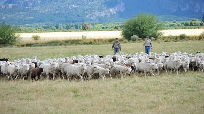 Los sistemas pastoriles ovinos tienen un balance de carbono positivo