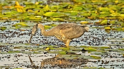 Cuadro comparativo entre los proyectos de Ley de Humedales con dictamen de minoría y de mayoría