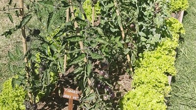 Recomendaciones para gestionar la huerta en primavera