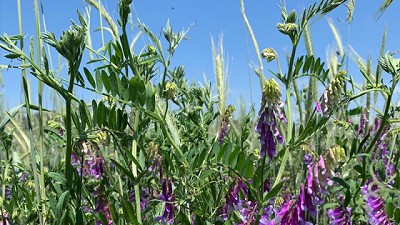 Cultivos de servicios y herbicidas en años secos: una sinergia posible