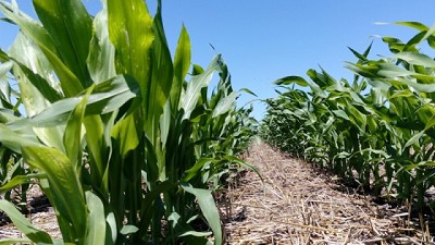 Maíz: el desafío de incrementar los rendimientos