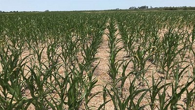 Exigimos al gobierno nacional celeridad para atender urgentemente la emergencia agropecuaria en todo el país
