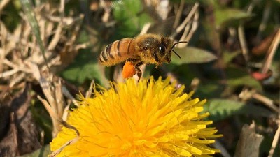 Actualización de la Guía de producción apícola en el sector de la agricultura familiar