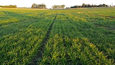 Sequía: pautas de manejo recomendadas para los cultivos