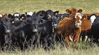 Mejoró condición corporal del ganado en algunos predios