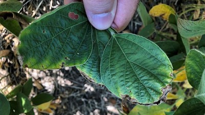 Potasio, un nutriente que viene mostrando deficiencias en distintos puntos del país