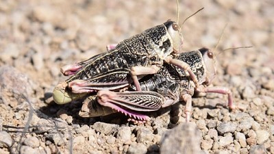 Estrategias para el manejo y control de la tucura sapo