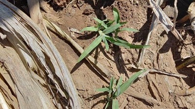 Que no engañe la sequía: las malezas están al acecho y demandan aplicar “sabiduría”