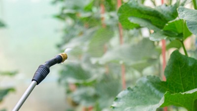 Efectividad de las aplicaciones foliares de nutrientes