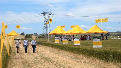 Un recorrido por las fortalezas del trigo en el sur del país