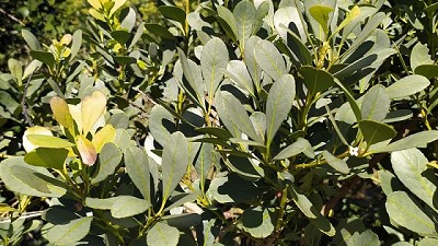 Con el aporte del INTA, se duplicó el rendimiento de la yerba mate