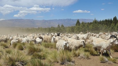 Aportes para repensar las producciones en la norpatagonia