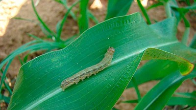 En el manejo de plagas de soja y maíz,  la diferencia esta campaña depende de la solución