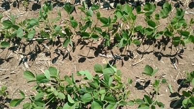 Para el control de Yuyo colorado en soja, la solución es 