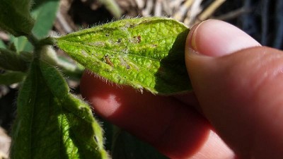 Soja: recomiendan prestar atención a Isoca bolillera en estadios iniciales del cultivo
