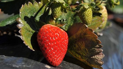 El INTA acompaña la producción de frutilla en Salta