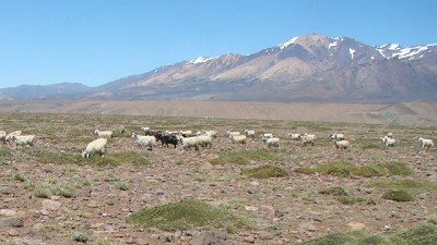 Estudian el impacto de las sequías en la producción de forraje en pastizales