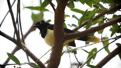 Refuerzo de medidas para prevenir el ingreso de la influenza aviar altamente patógena