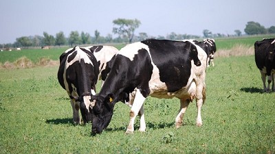 España: desciende la producción de leche