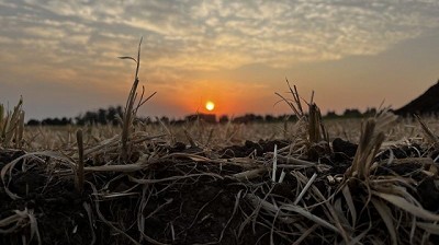 Avances en estudios de remediación de suelos agrícolas de la Argentina