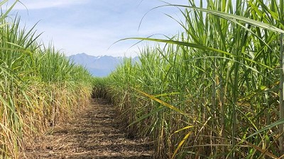 Ensayos demuestran el rol 