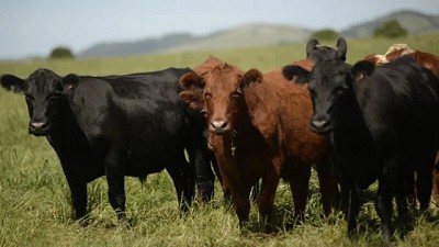 El Plan Agropecuario realizó algunas recomendaciones para cuidar el entore