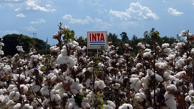 De exportación: las variedades de algodón del INTA conquistan Paraguay