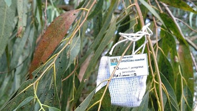 Un parasitoide como biocontrolador para la chinche del eucalipto