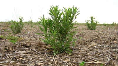 Las plagas que coparon los lotes en 2022 y las estrategias más elegidas para su manejo