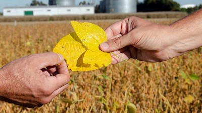 10 cosas que hay que saber sobre el uso de fungicidas en Argentina