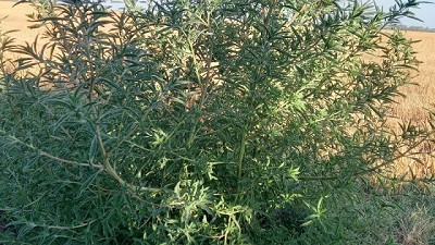 Nueva maleza resistente a Imidazolinonas