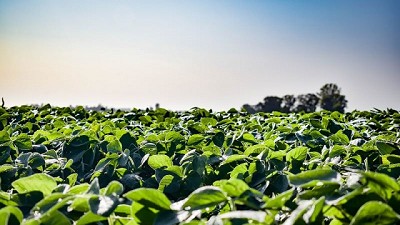 Nutrir la gruesa tras perder la fina