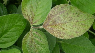 Informe de Plagas. Campaña 2022/23: Segunda Quincena de Diciembre de 2022