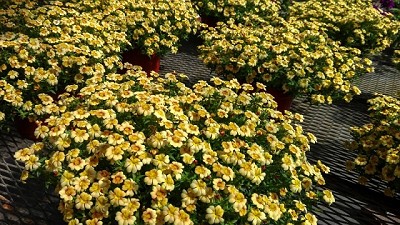 Presentan una nueva planta ideal para el jardín