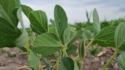 Ensayos muestran que la bioestimulación en el cultivo de soja permite aumentar hasta mas de 500 kilos/hectárea