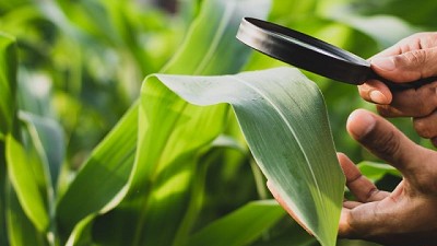 Más vale prevenir: manejo de enfermedades de maíz en años secos