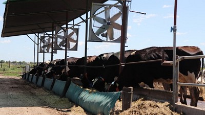 Con sistema de ventilación-mojado, se reduce el riesgo por estrés calórico