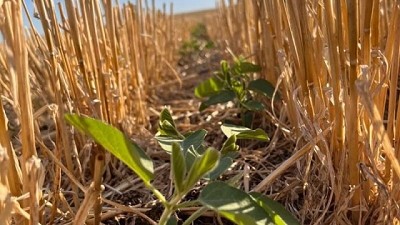 Soja sobre canola tiene un plus de rendimiento