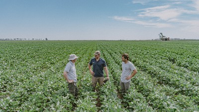 La nueva solución genética de la soja para diversificar la estrategia de siembra