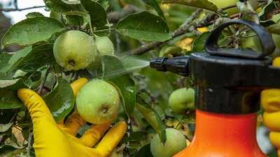 Insecticidas para plantas caseros y ecológicos