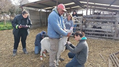 Más de 600 análisis en tambos ovinos y caprinos familiares de la provincia de Buenos Aires