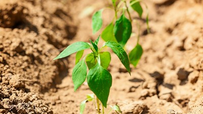Factores ambientales y el potencial de rendimiento de hortalizas