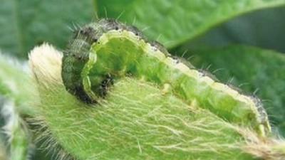 Informe de Plagas - Campaña 2022-2023: primera quincena de enero de 2023